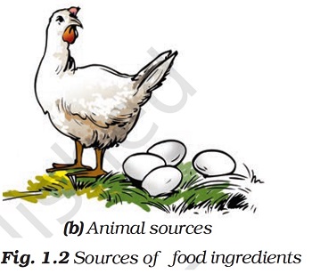 Figure shows 4 eggs and a hen; some animal sources of food. by Dr TKBansal.