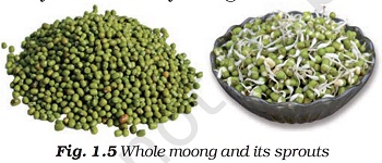 Figure shows Whole moong and the sprouted moong.