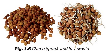 Figure shows whole Chana (gram) and sprouted Chana.